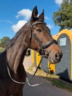 (Pre) Pensioenplekje gezocht, Dieren en Toebehoren, Paarden, Merrie, Niet van toepassing, 160 tot 165 cm, 11 jaar of ouder