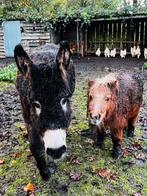 Te Koop Lieve Sociale Ezel 5 jaar geboren op18 oktober 2020, Dieren en Toebehoren, Overige Dieren, Oktober, Vrouwelijk