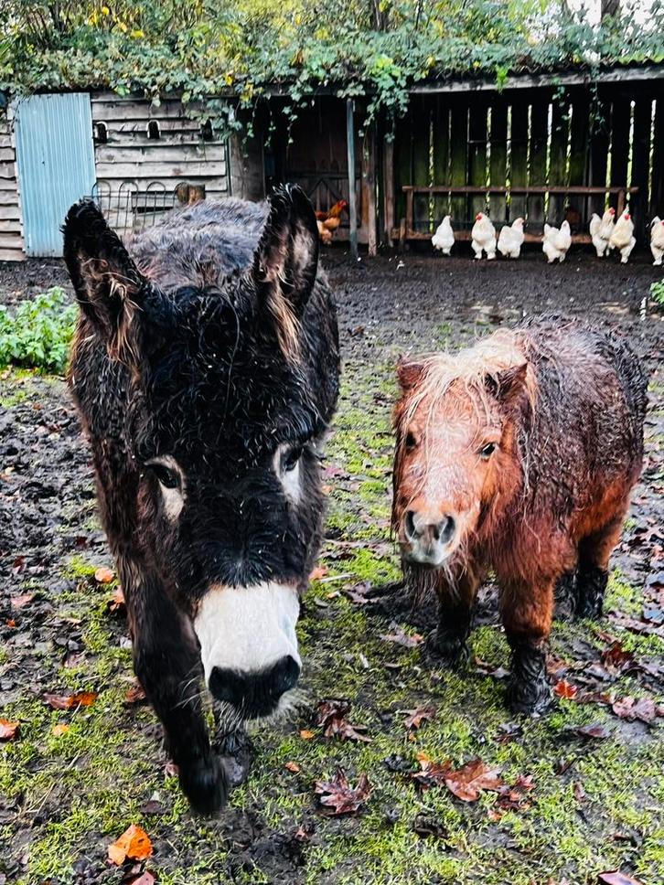 Te Koop Lieve Sociale Ezel 5 jaar geboren op18 oktober 2020, Dieren en Toebehoren, Overige Dieren, Vrouwelijk, Oktober