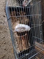 Gratis af te halen lief en tam konijn, Dieren en Toebehoren, Knaagdieren, April, Mannelijk, Overige typen, Tam