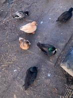Zwarte kwakers, Dieren en Toebehoren, Meerdere dieren, Eend