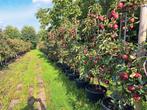 Appelbomen te koop!, Lente, Appelboom, Volle zon, 100 tot 250 cm