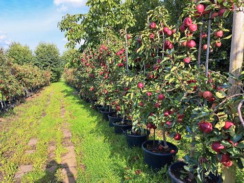 Appelbomen te koop!, Tuin en Terras, Planten | Fruitbomen, Appelboom, 100 tot 250 cm, Volle zon, Lente, In pot, Ophalen