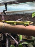 1.1 phelsuma grandis madagaksar reuzengekko, Dieren en Toebehoren, Overige soorten, 3 tot 6 jaar