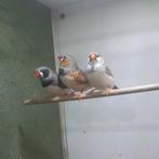 Koppels zebravinken, Dieren en Toebehoren, Vogels | Overige Vogels, Meerdere dieren, Tropenvogel, Geringd