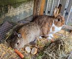 Misty en Nijntje zoeken vanwege omstandigheden nieuw baasje, Dieren en Toebehoren, Mannelijk, Middelgroot, 3 tot 5 jaar