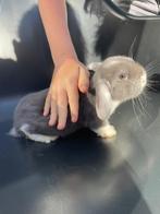 Mooie hangoor te koop, Meerdere dieren, Groot, 6 tot 8 jaar