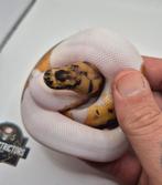 Clown pied ( leo ), Dieren en Toebehoren, Reptielen en Amfibieën, Slang, 0 tot 2 jaar