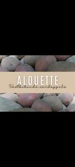 Aardappels, Ophalen of Verzenden, Overige soorten, Volle zon