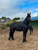 Fries merrie veulen, veulenboek, en stamboekmerrie., Dieren en Toebehoren, Paarden, Merrie, Tuigpaard, 0 tot 2 jaar