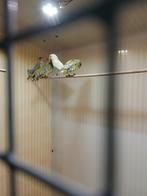 Groenling agaat mannen, Mannelijk, Wildzangvogel