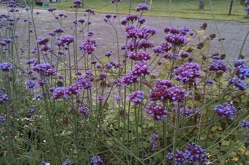 Verbena bonariens ijzerhard langbloeiende vlinderplanten, Tuin en Terras, Planten | Tuinplanten, Zomer, Ophalen