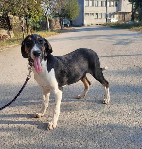 COSMO 11 mnd. Bulgarije Zachtaardig/vriendelijk/dogs, Dieren en Toebehoren, Honden | Niet-rashonden, Middel, Reu, Handelaar, Eén hond