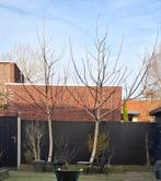 2 walnoten bomen, Tuin en Terras, Planten | Bomen, Ophalen, Volle zon, Overige soorten, 400 cm of meer