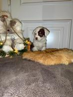 Welsh Corgi Cardigan puppy’s, Dieren en Toebehoren, Parvo, Overige rassen, 8 tot 15 weken, Meerdere