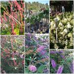 Hortensia's (heel veel srt , limelight, annabel, boeren enz), Ophalen, Zomer, Overige soorten, Halfschaduw