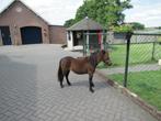 Een prachtig bruin merrietje NIEUW 05-08-2025, Dieren en Toebehoren, Pony's, Merrie, 0 tot 2 jaar, A pony (tot 1.17m), Gechipt