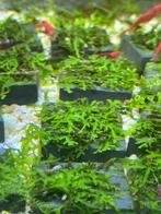 Riccardia chamedryfolia mini pelia, Dieren en Toebehoren, Vissen | Aquaria en Toebehoren, Nieuw, Ophalen of Verzenden