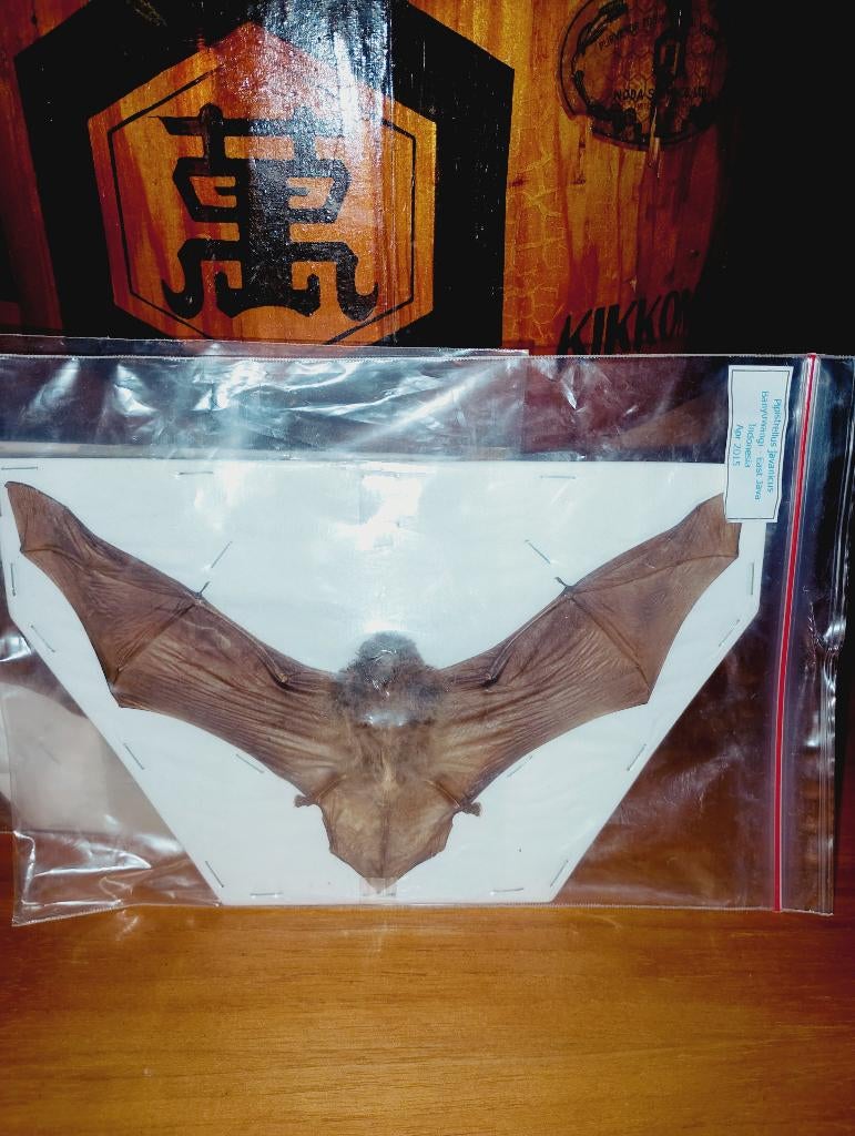 Taxidermie vleermuizen Oost Java een stuk, Verzamelen, Dierenverzamelingen, Ophalen of Verzenden, Zo goed als nieuw, Vogel, Opgezet dier