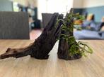 Aquarium hout, Ophalen, Plant(en), Steen of Hout