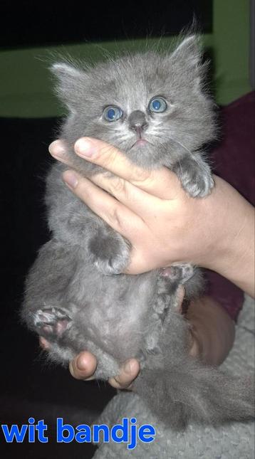 Ragdoll kittens blue en red solid uit geteste lijnen beschikbaar voor biedingen