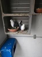 Duiven te koop, Meerdere dieren, Overige soorten