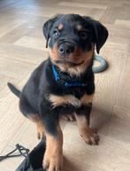 Rottweiler teef 10 weken zoekt een huisje, Dieren en Toebehoren, Rabiës (hondsdolheid), 8 tot 15 weken, Teef, Eén hond