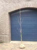 Liriodendron tulpiflora ( Tulpenboom), Tuin en Terras, Ophalen, Volle zon, Overige soorten, 100 tot 250 cm