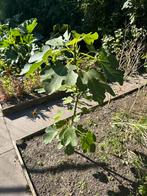 Mooie vijgenboom 1 meter, Ophalen of Verzenden, 100 tot 250 cm, Vijgenboom, Lente