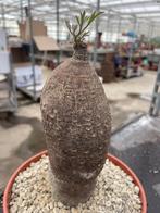 Caudex Cyphostemma Montagnacii Herkomst Madagaskar  17cm pot, Overige soorten, Ophalen of Verzenden, In pot, Minder dan 100 cm