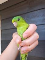 4x groen man catharinaparkieten '04, Dieren en Toebehoren, Mannelijk, Parkiet, Geringd