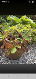 Bloempot met aardbeien plant, Ophalen, Overige soorten, Volle zon