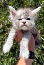 4 super mooie maine coon katertjes beschikbaar, Kater, Gechipt, 0 tot 2 jaar