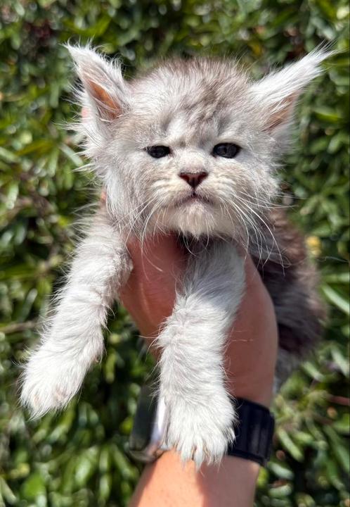 4 super mooie maine coon katertjes beschikbaar, Dieren en Toebehoren, Katten en Kittens | Raskatten | Langhaar, Kater, 0 tot 2 jaar
