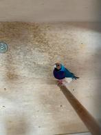 Koppel goulds broed rijp, Dieren en Toebehoren, Vogels | Overige Vogels, Meerdere dieren, Tropenvogel
