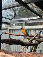 Blauw gele ara, Dieren en Toebehoren, Vrouwelijk, Papegaai, Geringd