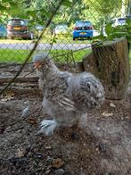Grijze zijdehoen haan, Dieren en Toebehoren, Pluimvee, Mannelijk, Kip