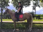 Waanzinnig lieve en knappe palomino merrie, Dieren en Toebehoren, Pony's, Merrie, Gechipt, Dressuurpony, Zadelmak