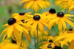 Rudbeckia (900 zaden) zonnehoed, zonnekruid - Biologisch, Verzenden, Volle zon, Zaad