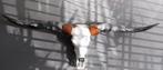 Longhorn schedel, Ophalen, Zo goed als nieuw, Schedel