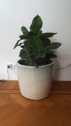 Bloempot (geglazuurd), Ophalen, 40 cm of meer, Rond, Binnen