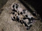2 mooi vlees biggen, Dieren en Toebehoren, Schapen, Geiten en Varkens, Meerdere dieren, Varken, 0 tot 2 jaar