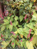 Duizendknoop vaste plant tuin rood roze Persicaria, Tuin en Terras, Vaste plant, Halfschaduw, Zomer, Ophalen