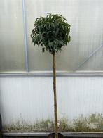 Portugese laurier. Bol op 120 cm stam, Tuin en Terras, Ophalen, Overige soorten, Volle zon