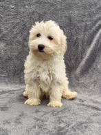 Maltipoo pups, Dieren en Toebehoren, Honden | Chihuahua's en Gezelschapshonden, Rabiës (hondsdolheid), Overige rassen, 8 tot 15 weken