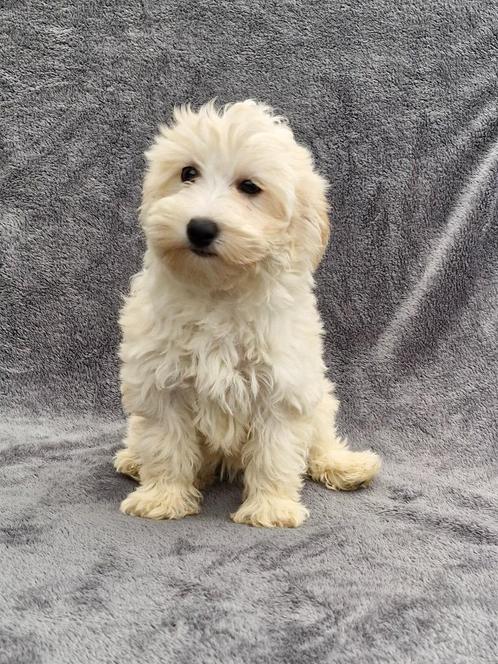 Maltipoo pups, Dieren en Toebehoren, Honden | Chihuahua's en Gezelschapshonden, Teef, Overige rassen, Particulier, Meerdere, Nederland