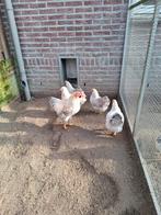 Wyandotte meerzomig isabelpatrijs, Meerdere dieren, Kip