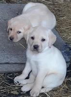 Te koop blonde labrador pups, Dieren en Toebehoren, CDV (hondenziekte), Meerdere, 8 tot 15 weken, Meerdere dieren