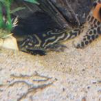 3 Volwassen L236bs, Dieren en Toebehoren, Vissen | Aquariumvissen, Vis