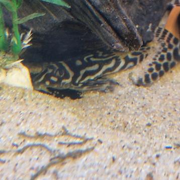 3 Volwassen L236bs   beschikbaar voor biedingen